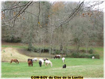 le bouvier des flandres et le cheval - Elevage du CLOS DE LA LUETTE - COPYRIGHT DEPOSE